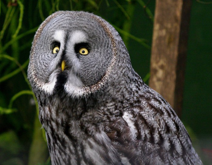 Грей Оул (Grey Owl)