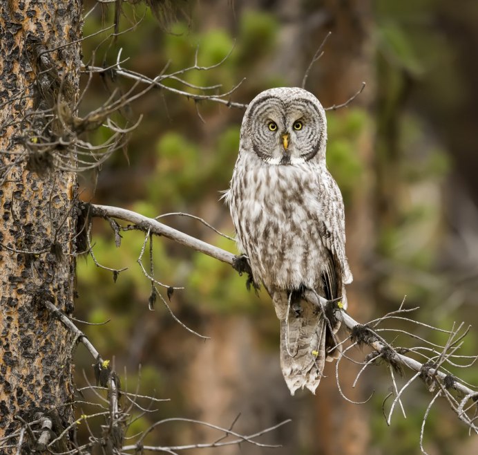 Серая бородатая неясыть