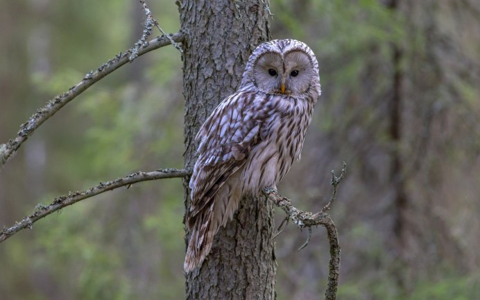 Бородатая неясыть маскировка