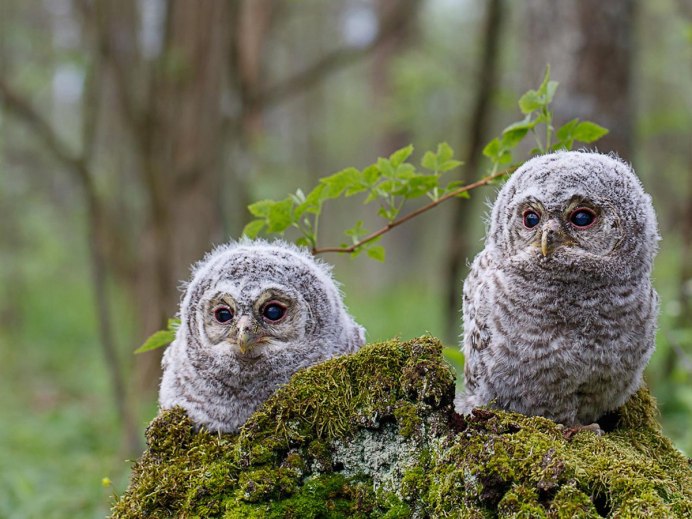Птенец неясыти обыкновенной
