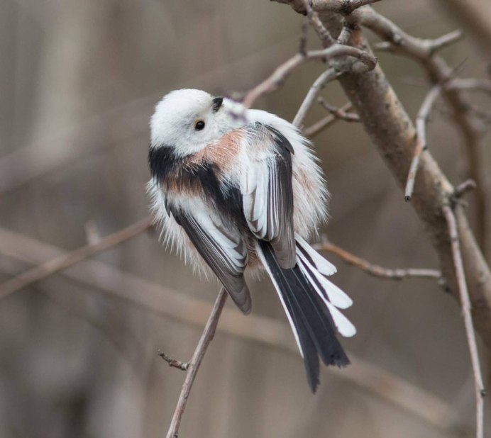 Мухоловка семейства воробьиных