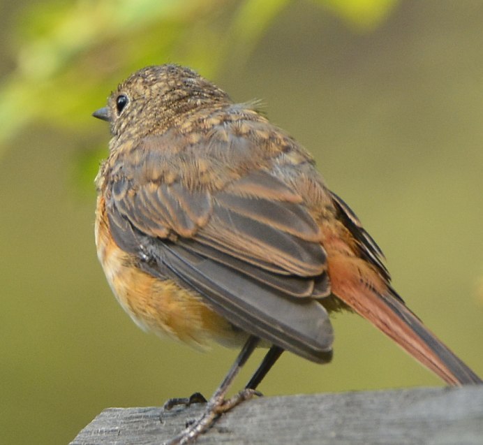 Длиннохвостая чечевица урагус