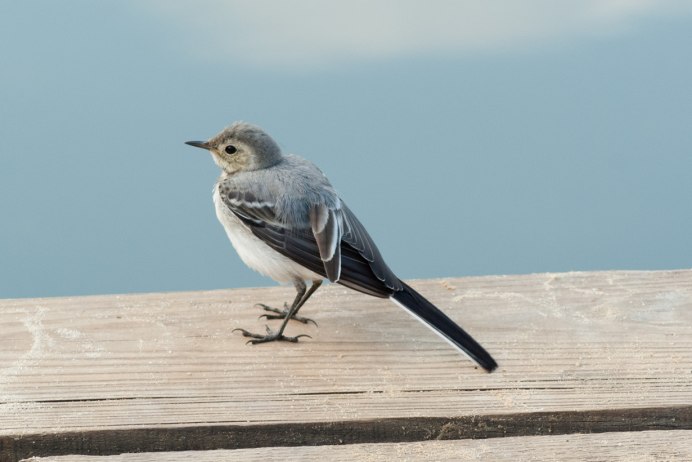 Маленькая зеленая птичка Подмосковья