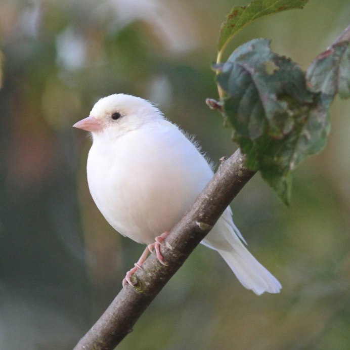 Зеленоголовая танагра