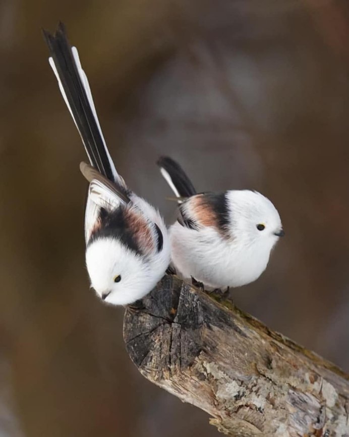 Австралийский Зяблик