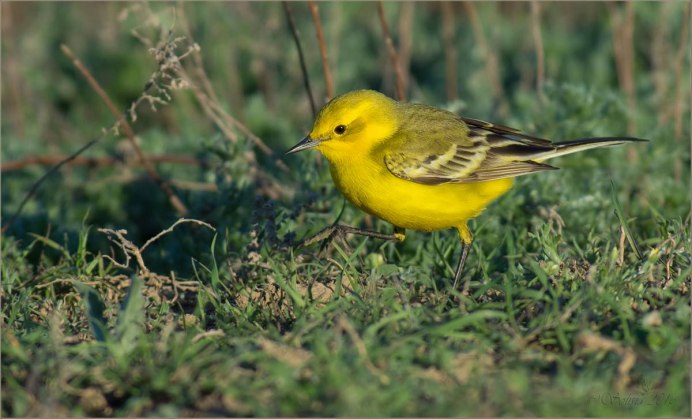 Славка певчая самец и самка