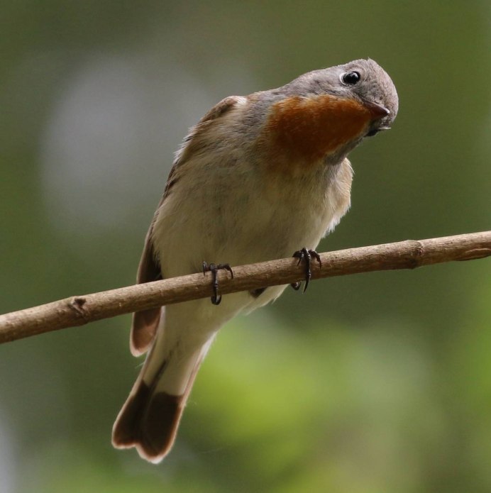 Охристый Колибри Колибри