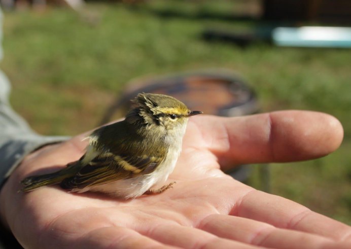 Зимующие певчие птицы средней полосы России