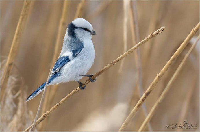 Длиннохвостая чечевица урагус