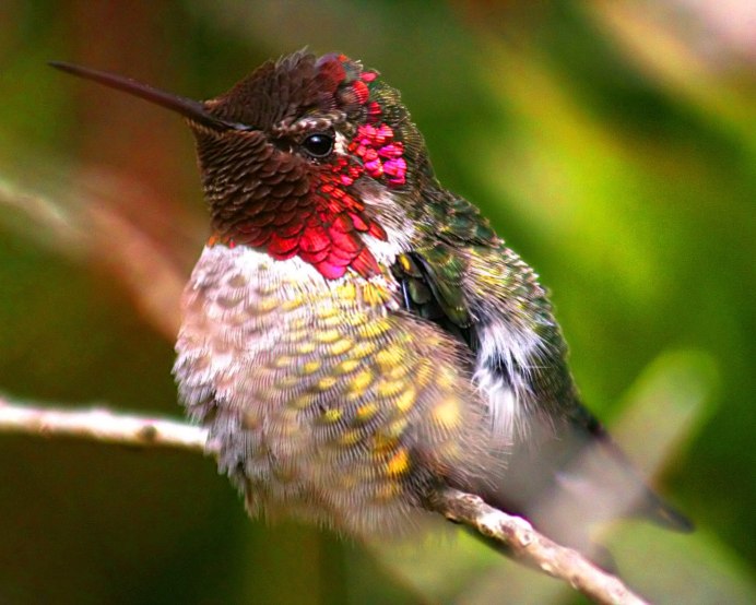 Маленькая птичка