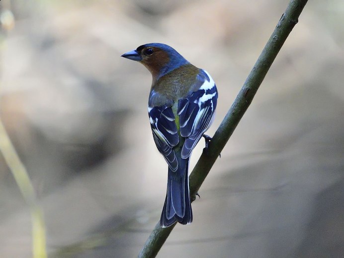 Птенец королька