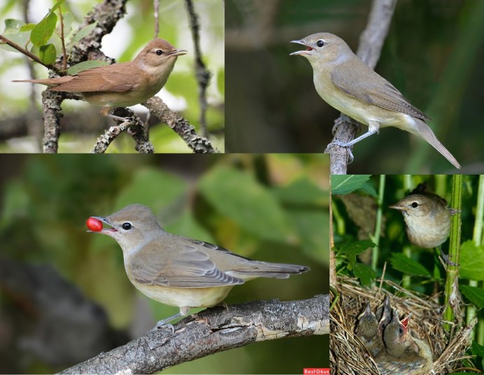 Самая маленькая птичка Колибри