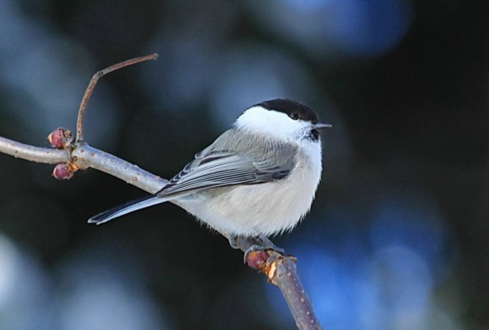Синица буроголовая гаичка