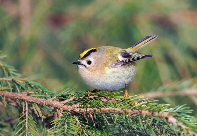 Длиннохвостая синица