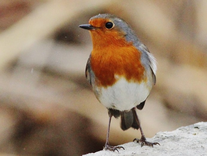 Erithacus rubecula (Linnaeus, 1758)European Robin