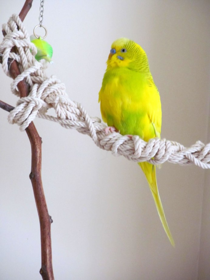 Коралловый кенар