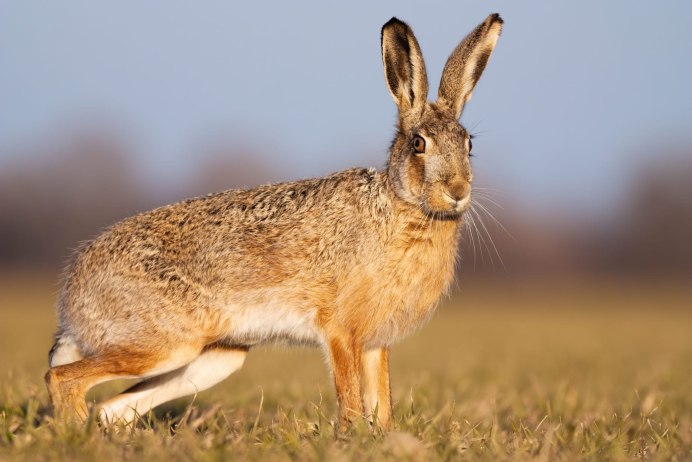 Oryctolagus cuniculus