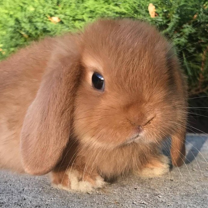 Коричный Зайка