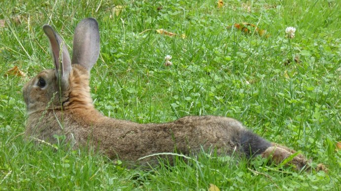 The Brown Bunny