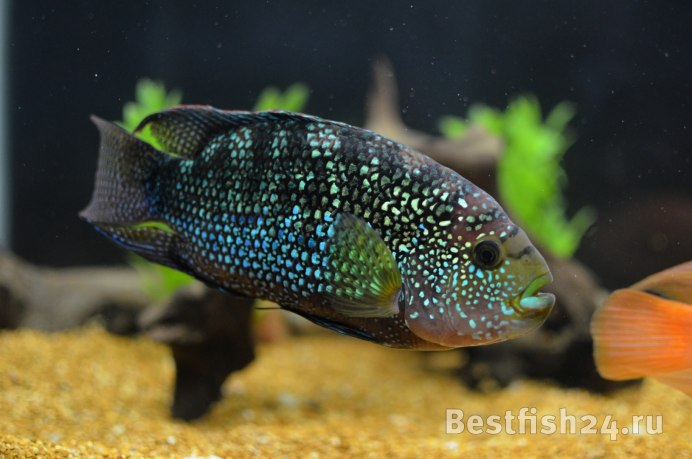 Nandopsis tetracanthus