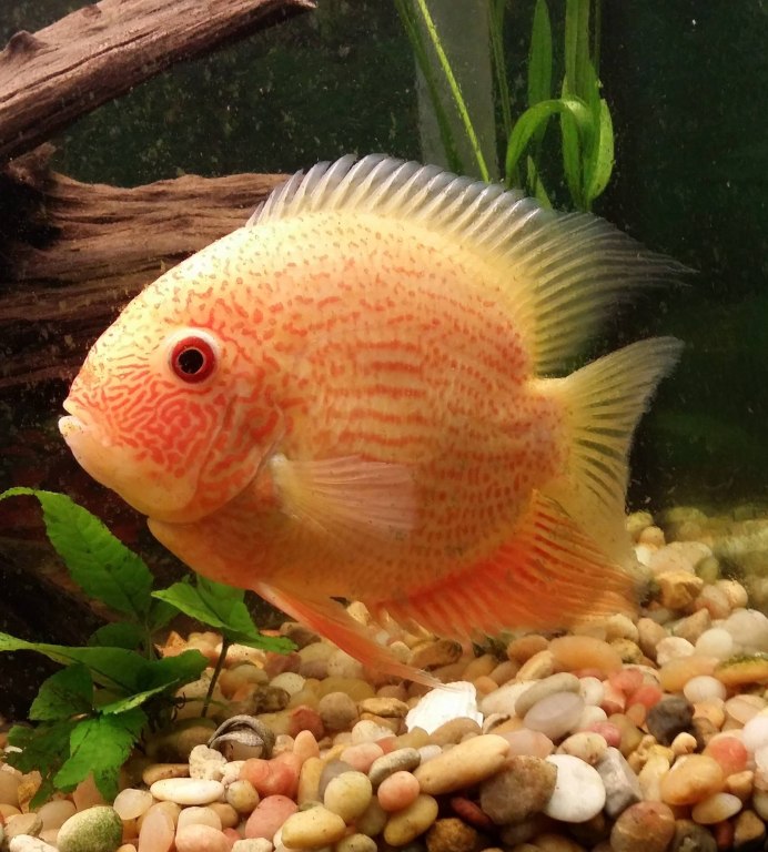 Цихлазома Цитроновая Amphilophus citrinellus