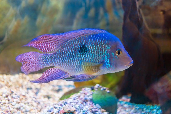 Цихлазома Цитроновая Amphilophus citrinellus