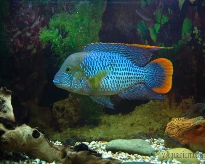 Цихлазома Цитроновая Amphilophus citrinellus