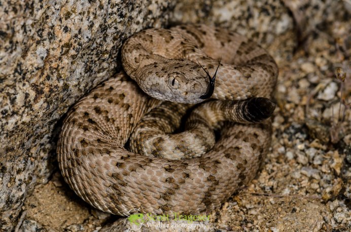 Crotalus stephensi