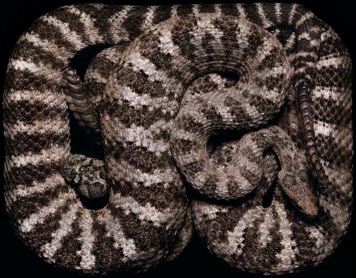 Гремучая змея острова Санта-Каталина (Crotalus Catalinensis)