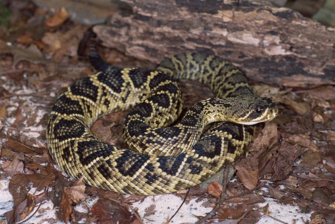 Rattler meaning