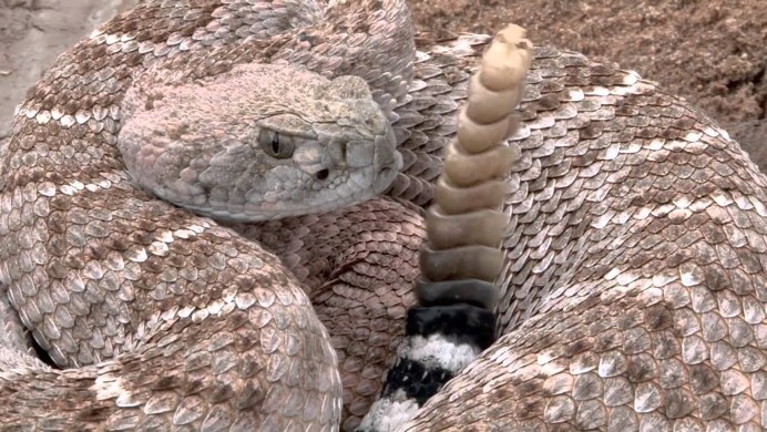 Crotalus horridus