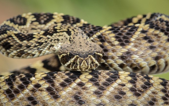 Гремучая змея острова Санта-Каталина (Crotalus Catalinensis)
