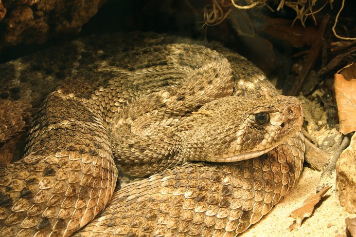 Crotalus Atrox