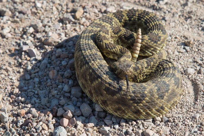 Техасский гремучник Crotalus Atrox