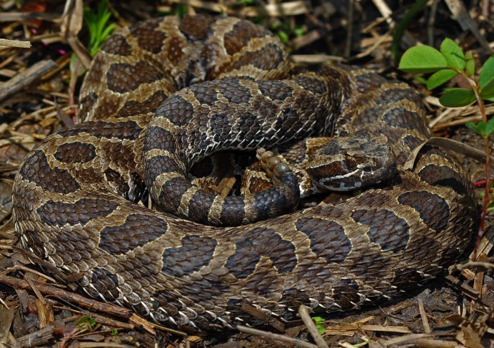 Центральный Rattlesnake