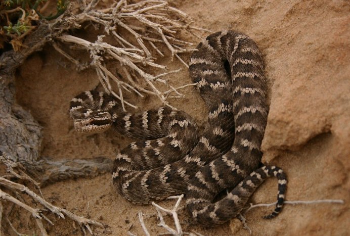 Watch out of Rattlesnakes