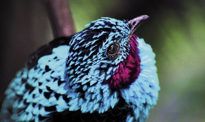 Nicobar dove