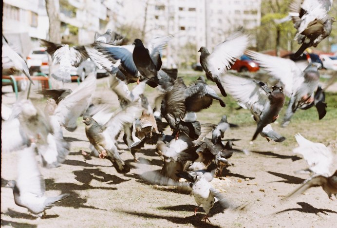 Классные голуби