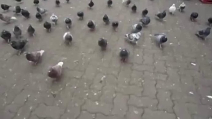 Голубь Воробей птица