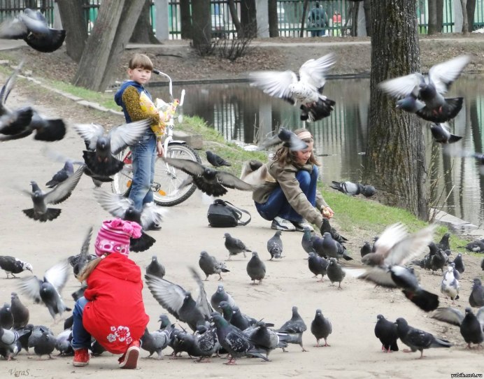 Голуби клюют хлеб