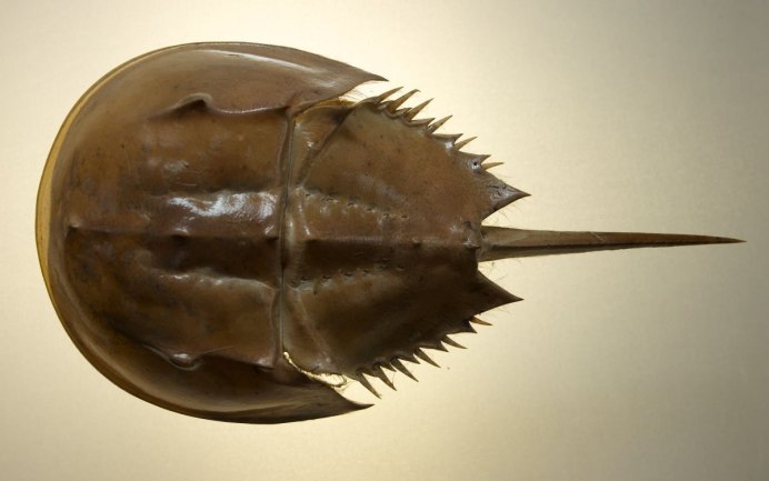 Мечехвост Limulus Polyphemus