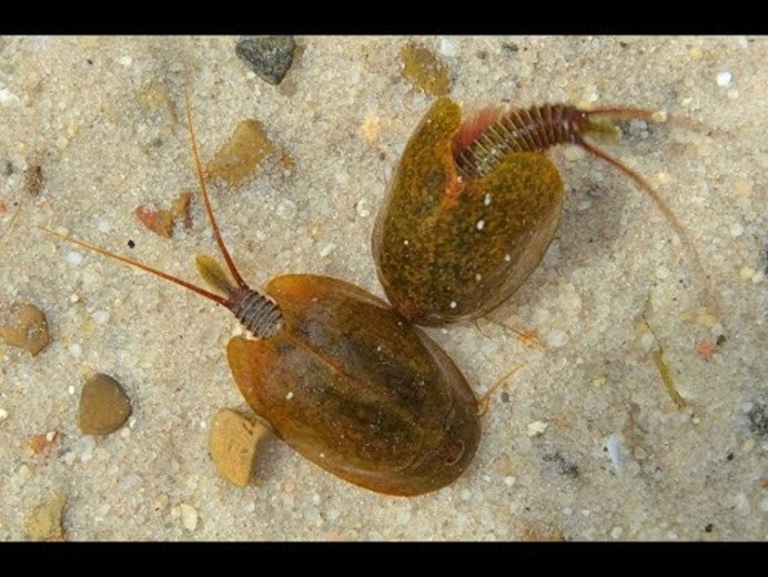 Мечехвост Limulus Polyphemus