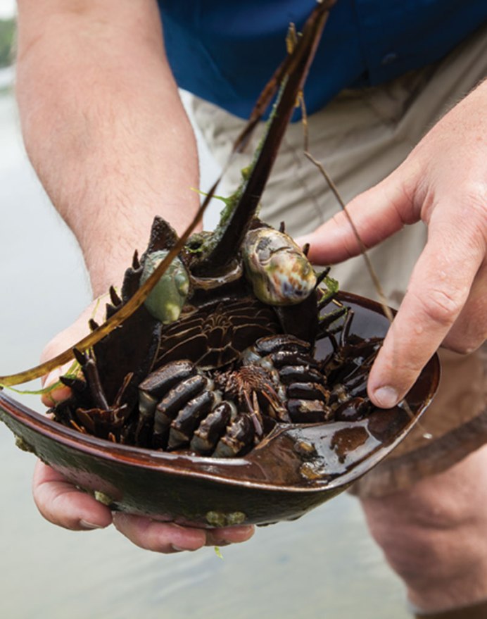 Мечехвост Limulus Polyphemus