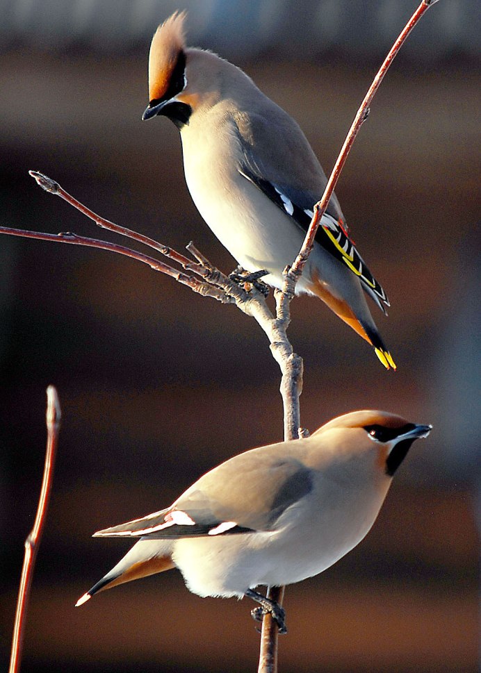 Свиристель (Bombycilla garrulus)
