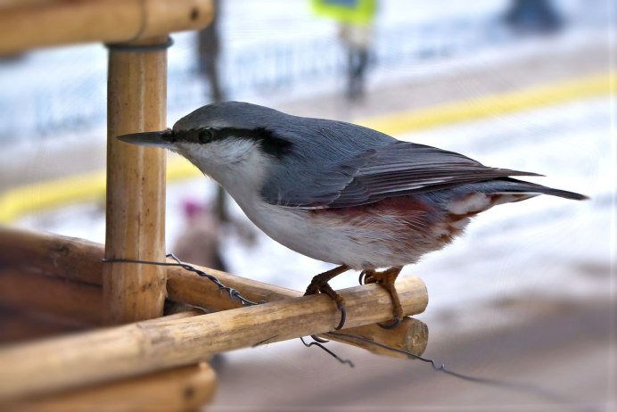 Поползень зимой