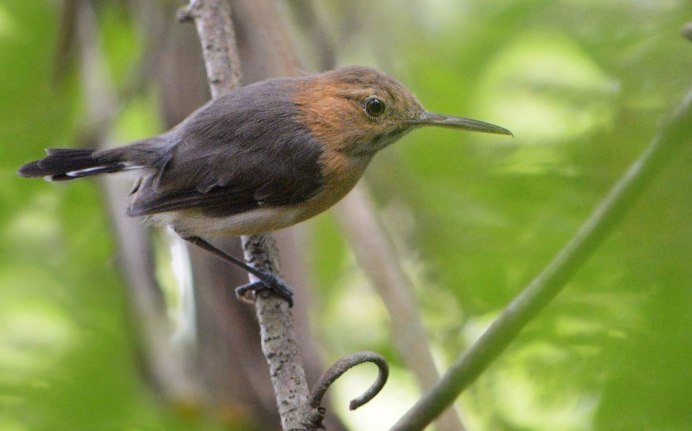 Древолаз птица