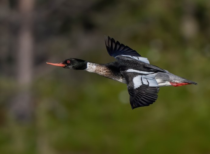 Яркая птица с длинным клювом