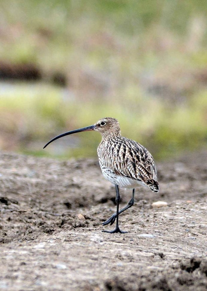 Длинноклювый кроншнеп