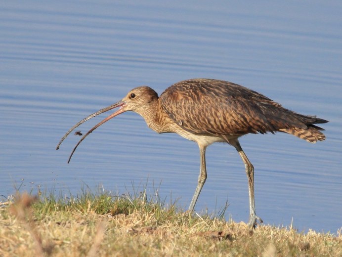 Баклан хохлатый Средиземноморский