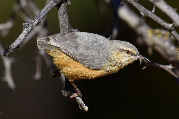 Утка крохаль длинноносый